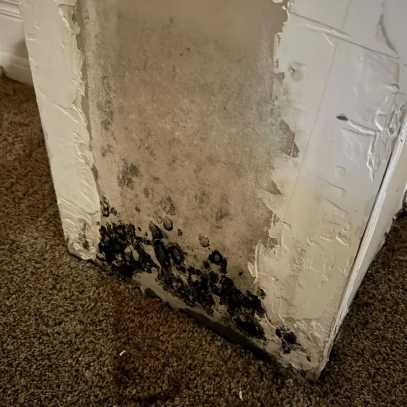 Professional Mold Removal in Marshfield, WI